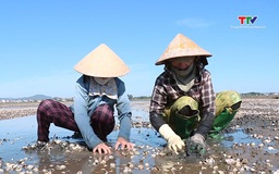 Ngao chết hàng loạt, người dân gặp nhiều khó khăn