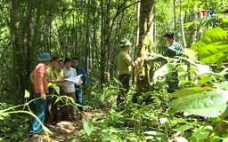Dự báo cháy rừng từ ngày 09/8 - 11/8/2025