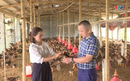 Phát triển chuỗi liên kết chăn nuôi gia cầm