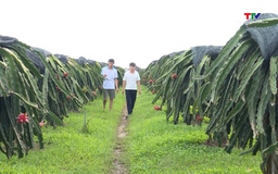 Xã Xuân Du phát triển kinh tế nông nghiệp, nâng cao thu nhập cho người dân