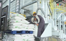 Xuất khẩu gạo của Việt Nam không bị tác động lớn từ các nước nhập khẩu