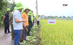 Hội nghị đầu bờ giống lúa thuần TBR97