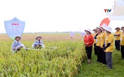 Hội thảo đầu bờ giống lúa lai 3 dòng Syn 12 vụ mùa 2025 