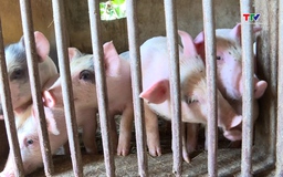 Tái đàn lợn đảm bảo nguồn cung thực phẩm cuối năm
