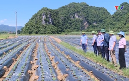 Lãnh đạo Sở Sở Nông nghiệp và Môi trường Thanh Hóa kiểm tra tình hình thu hoạch lúa mùa, sản xuất vụ đông