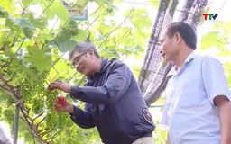 Nâng cao giá trị sản xuất ngành trồng trọt