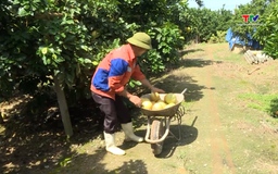 Chuyển đổi hơn 1.700 ha đất sản xuất lúa hiệu quả 
kinh tế thấp