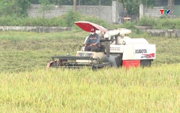 Thanh Hóa thu hoạch hơn 72.700 ha cây trồng vụ mùa