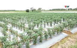Xã Kim Tân tập trung tiêu thoát nước đệm bảo vệ diện tích cây vụ Đông