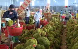Xuất khẩu rau quả tăng trưởng mạnh 