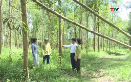 Tập trung khắc phục rừng trồng bị thiệt hại do mưa bão