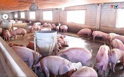 Lấy gần 3.000 mẫu xét nghiệm chẩn đoán dịch bệnh trên đàn lợn