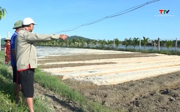 Nhiều diện tích trồng hoa phường Hàm Rồng bị thiệt hại do mưa bão