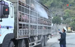 Thanh Hóa có 12 xã đã qua 21 ngày không phát sinh mới bệnh dịch tả lợn Châu Phi