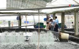 Phường Ngọc Sơn phát triển nuôi tôm công nghệ cao