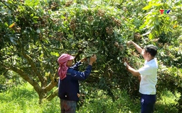 Làm giàu từ kinh tế trang trại