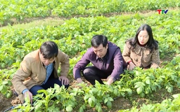 Tăng giá trị thu nhập từ liên kết sản xuất vụ Đông