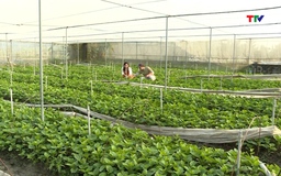 Cả nước có hơn 174.000 ha sản xuất nông nghiệp hữu cơ