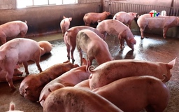 Chi gần 2 tỷ USD nhập khẩu thịt, giá lợn hơi trong nước vẫn tăng cao 