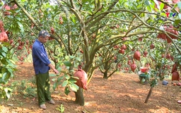 Bưởi Luận Văn - niềm tự hào nông sản của vùng đất Lam Sơn