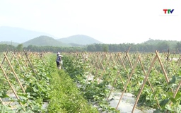 Phê duyệt đề án nâng cao an toàn thực phẩm nông nghiệp 2026 - 2030