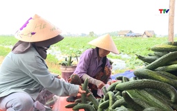 Thanh Hóa phê duyệt kinh phí hỗ trợ khôi phục sản xuất nông nghiệp do thiên tai gây ra