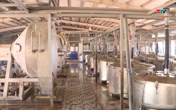 Ứng dụng khoa học trong sản xuất tinh bột sắn 