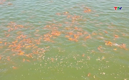 Làng nghề nuôi cá chép Lưu Vệ vào vụ Tết