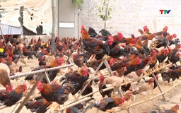 Chăn nuôi gà VietGap đem lại giá trị thu nhập cao 