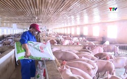 Giá lợn hơi tăng cao sát Tết