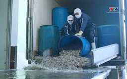 Xuất khẩu thủy sản bước vào giai đoạn tăng tốc bền vững