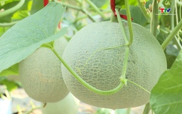 Giá trị sản phẩm trồng trọt đạt 127 triệu đồng/ha/năm