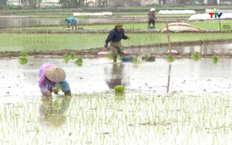 Không gieo cấy lúa khi nhiệt độ dưới 15 độ C