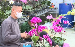 Thanh Hóa phát triển trồng hoa lan công nghệ cao