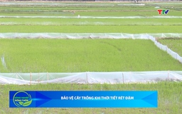 Bản tin Nông nghiệp – Nông thôn ngày 24/01/2026