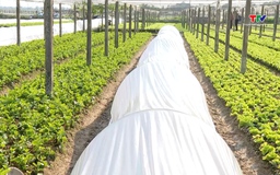 Bảo vệ cây trồng khi thời tiết rét đậm