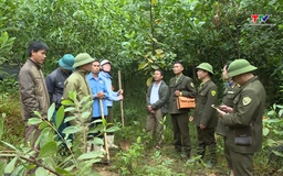 Tăng cường thực hiện các giải pháp quản lý, bảo vệ rừng