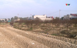 Đào Quảng Chính mất mùa