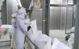 Dự báo Việt Nam dẫn đầu tăng trưởng trong khu vực Asean+3