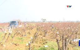 Xã Thọ Phú sẵn sàng cho hội chợ hoa đào Xuân Bính Ngọ 2026