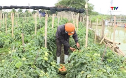 Thanh Hóa thu hoạch hơn 15.900 ha cây trồng vụ Đông