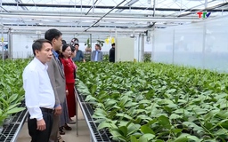 Hỗ trợ 42 mô hình Hợp tác xã nông nghiệp ứng dụng công nghệ cao