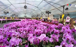 Đa dạng hoa, cây cảnh phục vụ Tết 