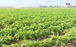 Sản xuất khoai tây hàng hóa mở hướng tái cơ cấu cây trồng