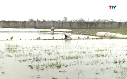 Thanh Hóa gieo cấy được gần 40% diện tích lúa Xuân