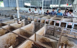 Nuôi cầy hương thu nhập hàng tỷ đồng mỗi năm