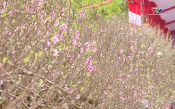 Khai mạc "Hội chợ hoa đào, chào xuân Bính Ngọ 2026"