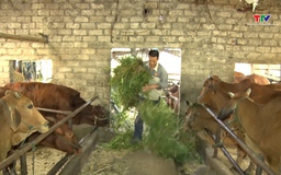 Chăm sóc, bảo vệ đàn trâu,  bò trong những ngày rét đậm, rét hại