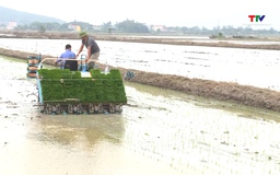 Nhân rộng dịch vụ mạ khay, máy cấy trong các Hợp tác xã