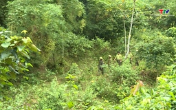 Tăng cường công tác quản lý, bảo vệ rừng những ngày Tết